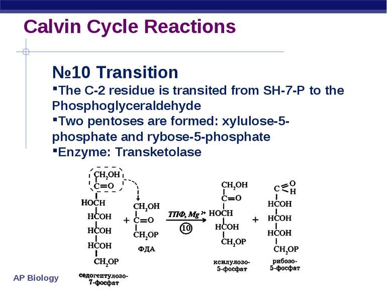 Calvin Cycle Reactions №10 Transition The C-2 residue is transited from SH-7-...
