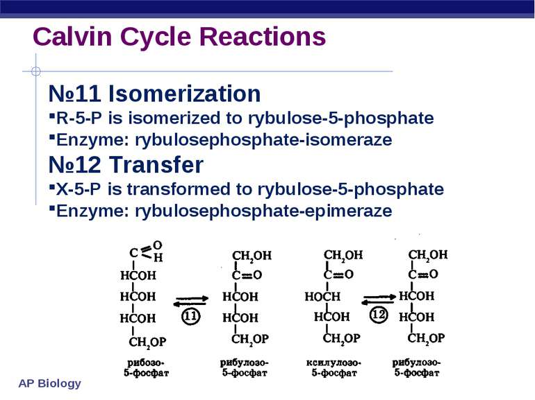 Calvin Cycle Reactions №11 Isomerization R-5-P is isomerized to rybulose-5-ph...