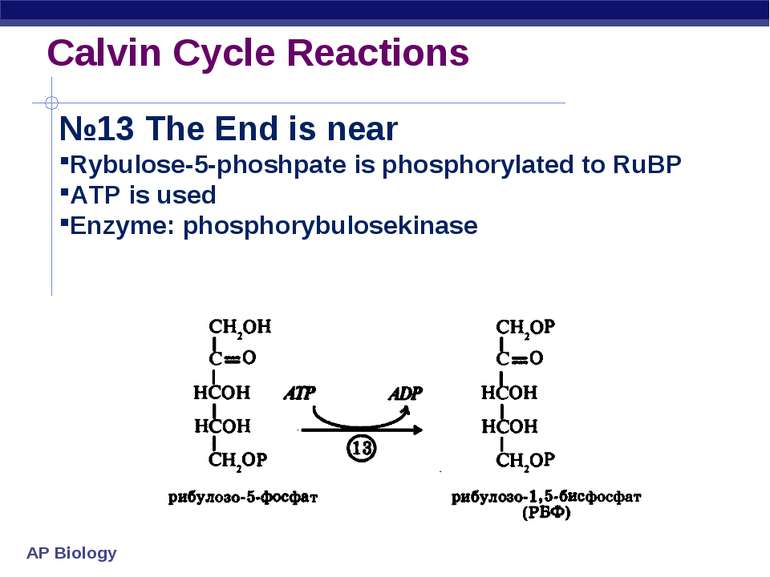 Calvin Cycle Reactions №13 The End Rybulose-5-phoshpate is phosphorylated to ...