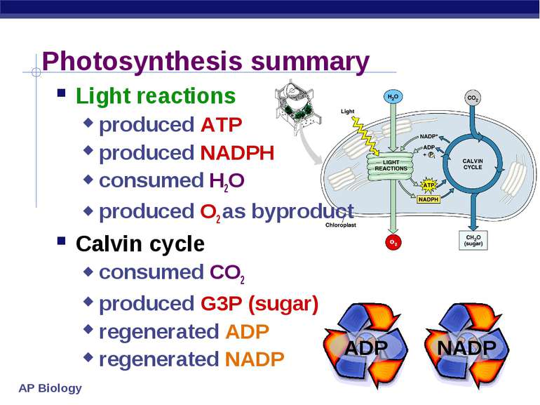 Photosynthesis summary Light reactions produced ATP produced NADPH consumed H...
