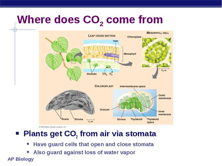 Where does CO2 come from Plants get CO2 from air via stomata Have guard cells...