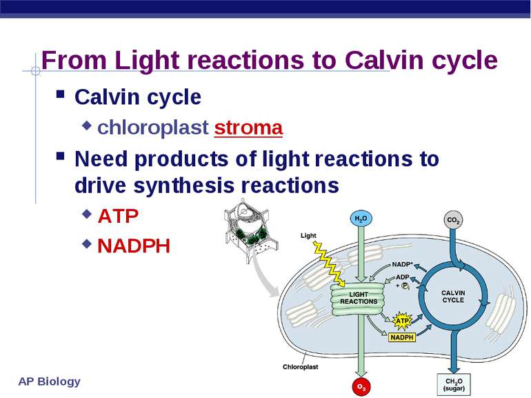 From Light reactions to Calvin cycle Calvin cycle chloroplast stroma Need pro...