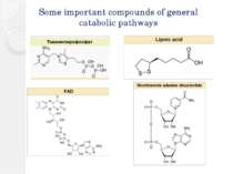 Some important compounds of general catabolic pathways