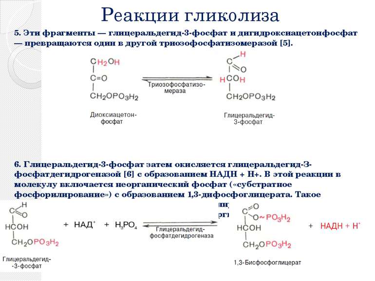 Реакции гликолиза 5. Эти фрагменты — глицеральдегид-3-фосфат и дигидроксиацет...