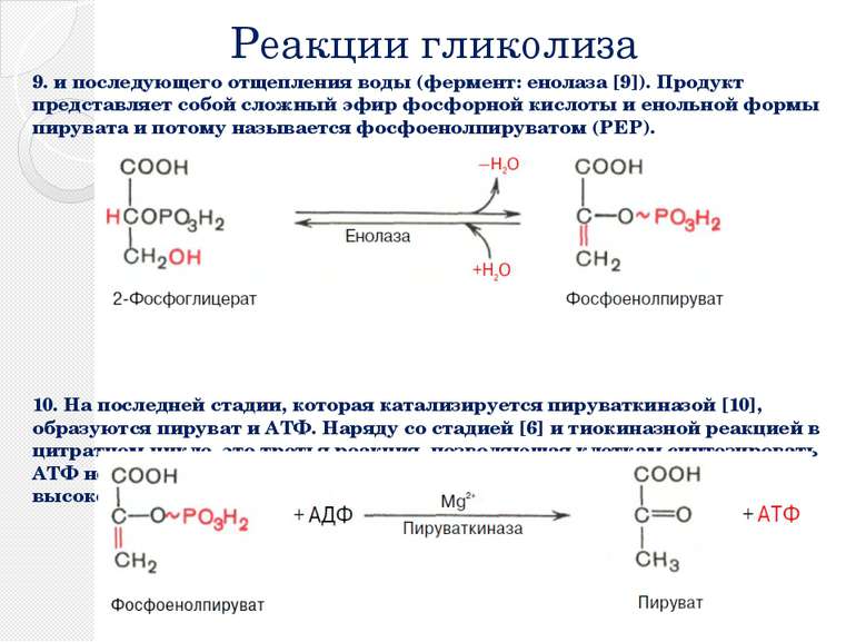Реакции гликолиза 9. и последующего отщепления воды (фермент: енолаза [9]). П...