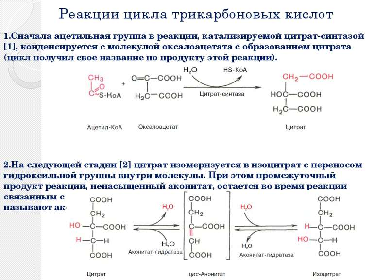 Реакции цикла трикарбоновых кислот 1.Сначала ацетильная группа в реакции, кат...