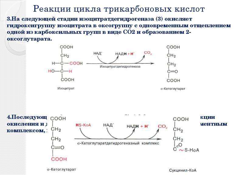 Реакции цикла трикарбоновых кислот 3.На следующей стадии изоцитратдегидрогена...