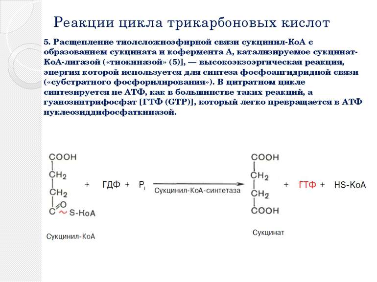 Реакции цикла трикарбоновых кислот 5. Расщепление тиолсложноэфирной связи сук...