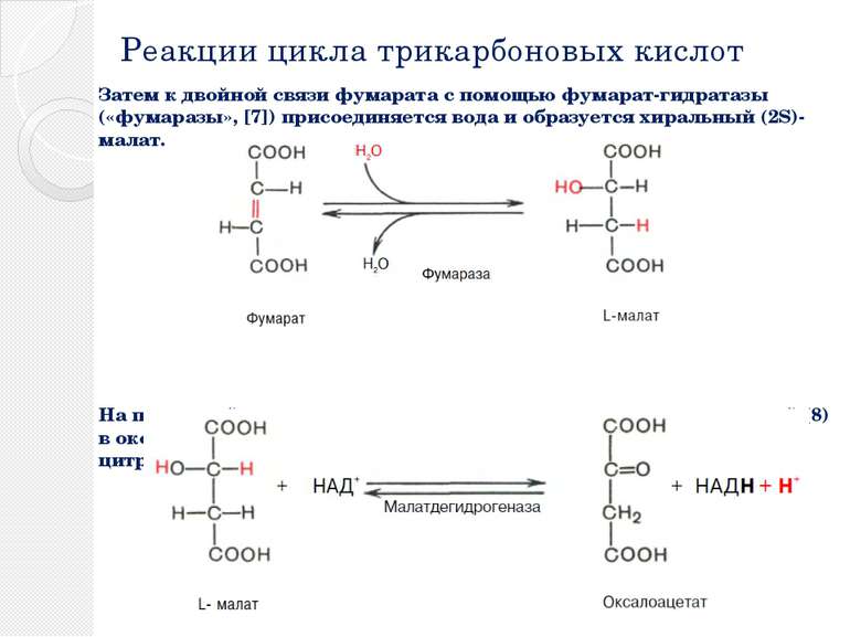 Реакции цикла трикарбоновых кислот Затем к двойной связи фумарата с помощью ф...