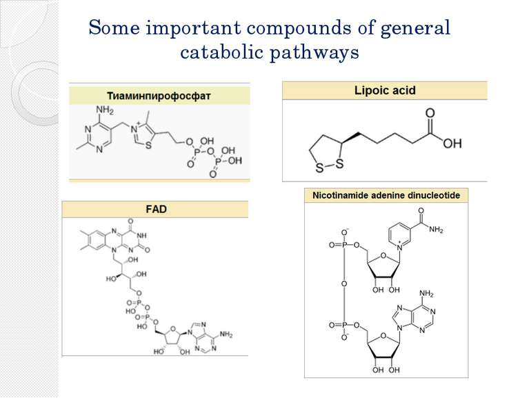 Some important compounds of general catabolic pathways