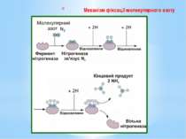 Механізм фіксації молекулярного азоту