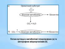 Потоки вуглецю в метаболізмі гетеротрофних (а) та автотрофних мікроорганізмів...