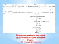 Відновлювальний шлях ацетил-КоА (відновлювальний шлях Люнгдаля-Вуда): THF – т...