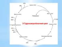3-Гідроксипропіонатний цикл