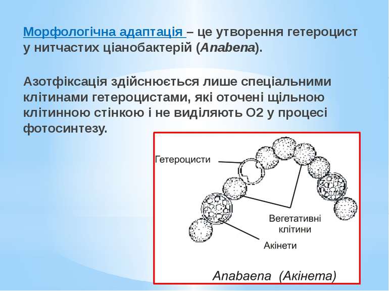 Морфологічна адаптація – це утворення гетероцист у нитчастих ціанобактерій (A...