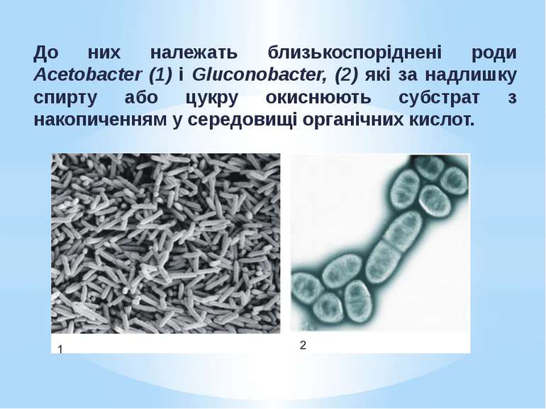 До них належать близькоспоріднені роди Acetobacter (1) і Gluconobacter, (2) я...