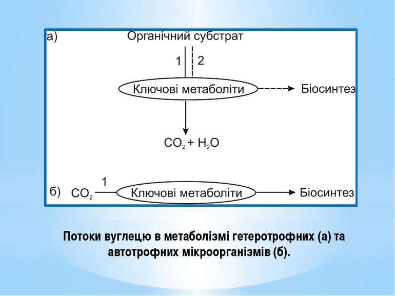Потоки вуглецю в метаболізмі гетеротрофних (а) та автотрофних мікроорганізмів...