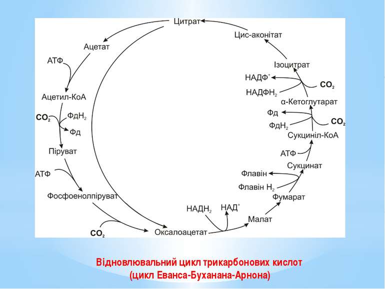 Відновлювальний цикл трикарбонових кислот (цикл Еванса-Буханана-Арнона)