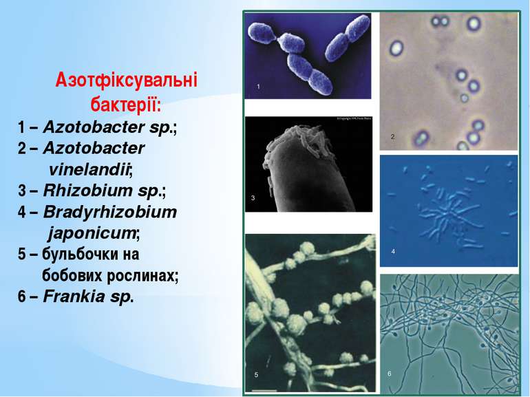 Азотфіксувальні бактерії: 1 – Azotobacter sp.; 2 – Azotobacter vinelandii; 3 ...