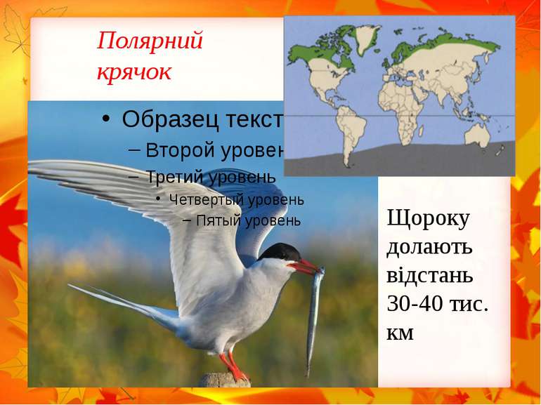 Полярний крячок Щороку долають відстань 30-40 тис. км