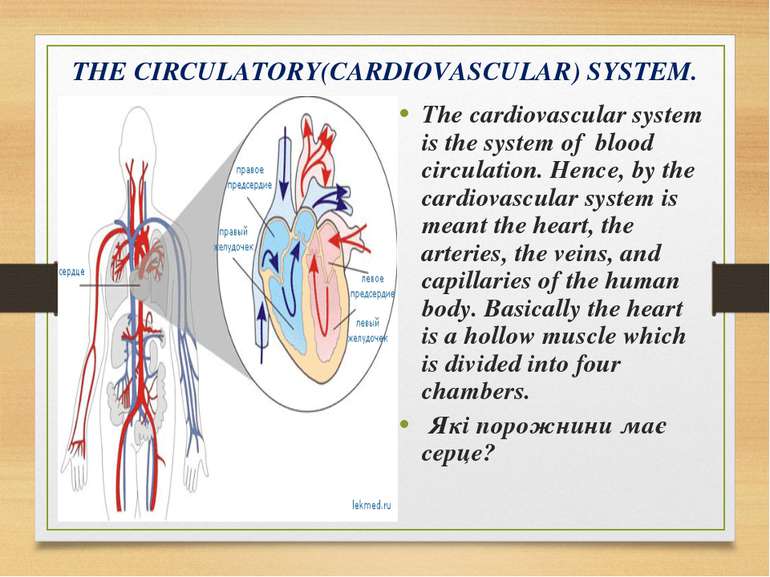 THE CIRCULATORY(CARDIOVASCULAR) SYSTEM. The cardiovascular system is the syst...