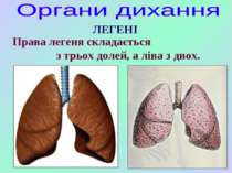 ЛЕГЕНІ Права легеня складається з трьох долей, а ліва з двох.