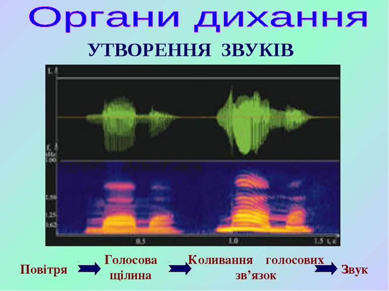 Повітря Голосова щілина Коливання голосових зв’язок Звук УТВОРЕННЯ ЗВУКІВ