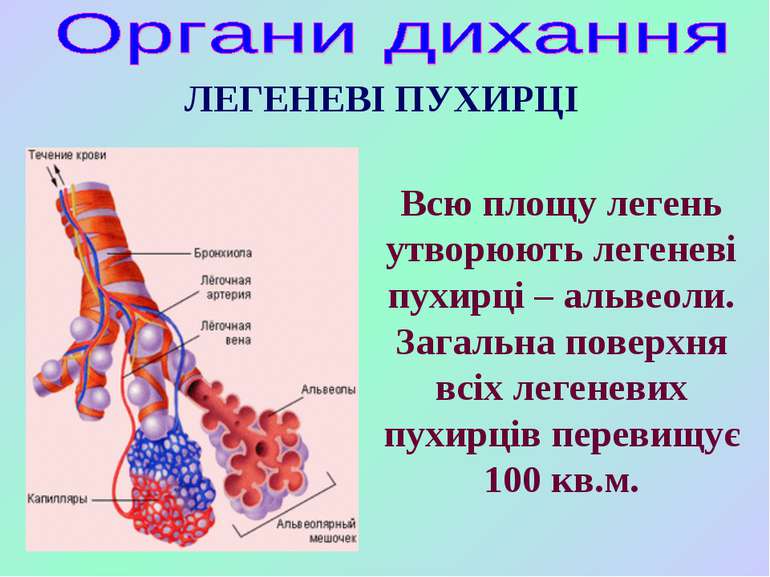Всю площу легень утворюють легеневі пухирці – альвеоли. Загальна поверхня всі...