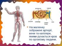 На малюнку зображені артерії, вени та капіляри, якими рухається кров по орган...
