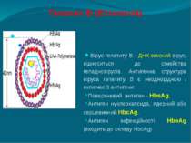 Гепатит В (Етіологія) Вірус гепатиту В - ДНК-вмісний вірус, відноситься до сі...