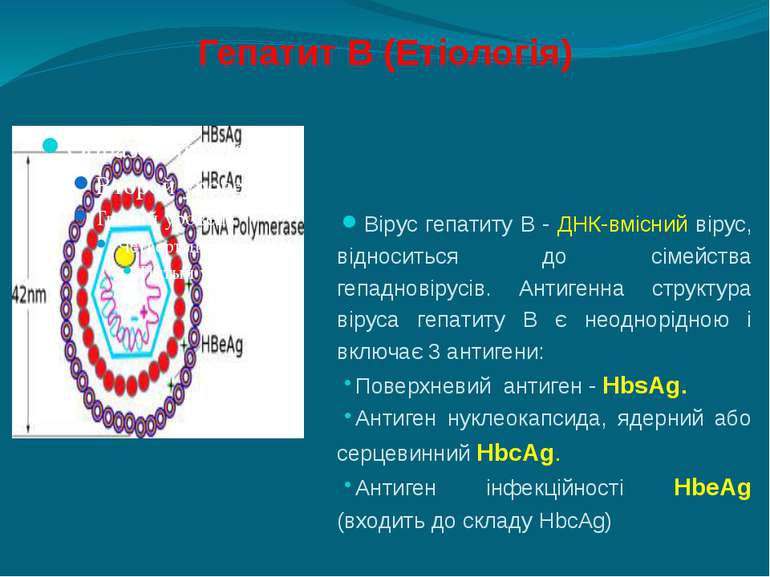 Гепатит В (Етіологія) Вірус гепатиту В - ДНК-вмісний вірус, відноситься до сі...