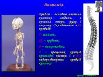 Хребет - основна частина кистяка людини, є органом опори, руху і захисту. Скл...