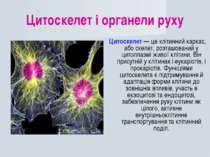 Цитоскелет і органели руху Цитоскелет — це клітинний каркас, або скелет, розт...