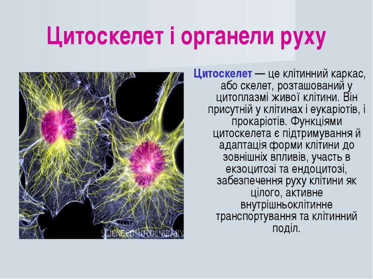 Цитоскелет і органели руху Цитоскелет — це клітинний каркас, або скелет, розт...