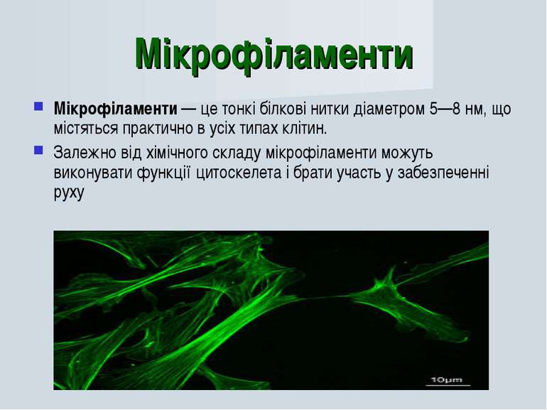 Мікрофіламенти Мікрофіламенти — це тонкі білкові нитки діаметром 5—8 нм, що м...