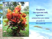 Кодіеум пестролистий, кротон – кімнатна рослина родом із Меланезії