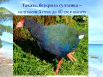 Такахе, безкрила султанка – нелітаючий птах до 60 см у висоту