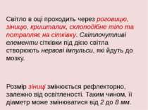 Світло в оці проходить через роговицю, зіницю, кришталик, склоподібне тіло та...