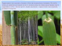 Характерною для злакових є будова стебла, яке називається соломиною. На стебл...