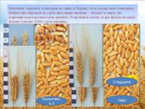 Основною зерновою культурою не лише в Україні, а й в усьому світі є пшениця. ...
