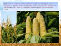 Друге місце за площею посівів після пшениці серед злаків в Україні посідає ку...