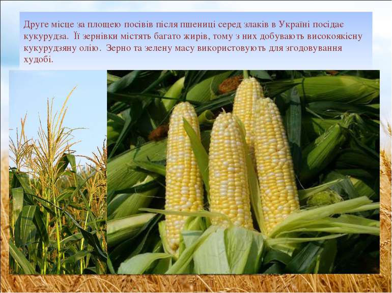 Друге місце за площею посівів після пшениці серед злаків в Україні посідає ку...