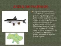 Широко поширений євро-азійський вид. Прісноводна річкова зграйна придонна риб...