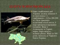 Одна з найбільших риб України: досягає довжини 5 м і ваги понад 1 т (здебільш...