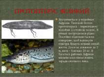 Зустрічається у водоймах Африки. Типовий біотоп протоптеруса - пересихаючі во...