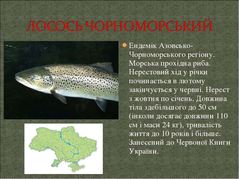 Ендемік Азовсько-Чорноморського регіону. Морська прохідна риба. Нерестовий хі...