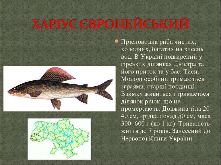 Прісноводна риба чистих, холодних, багатих на кисень вод. В Україні поширений...