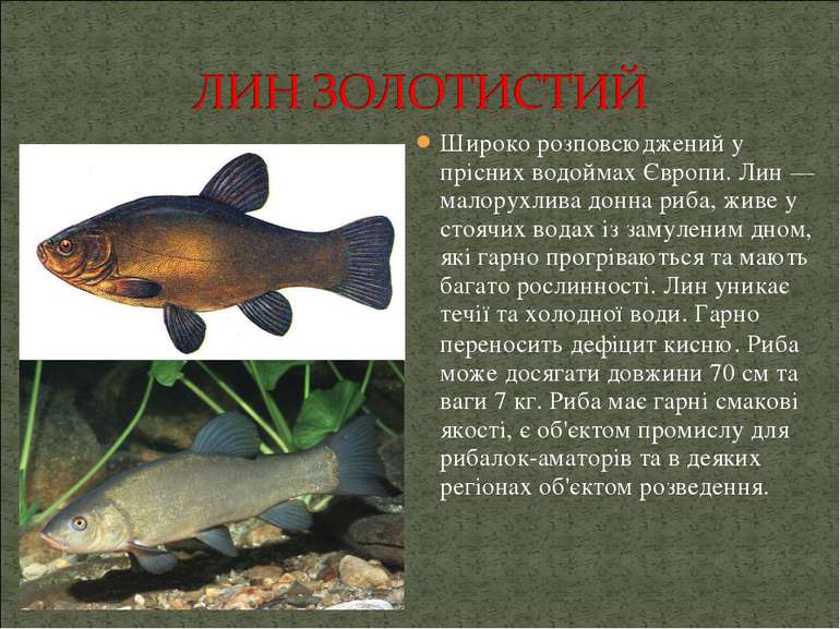 Широко розповсюджений у прісних водоймах Європи. Лин — малорухлива донна риба...