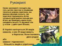 В Україні налічується 26 видів кажанів, з них 23 види живуть в Карпатах. Вони...