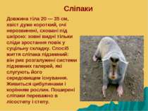 Сліпаки Довжина тіла 20 — 35 см, хвіст дуже короткий, очі нерозвинені, схован...